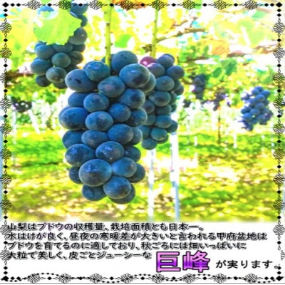 安心のクール便発送　山梨県産巨峰 4kg(6～8房)【配送不可地域：離島・北海道・沖縄県・中国・四国・九州】