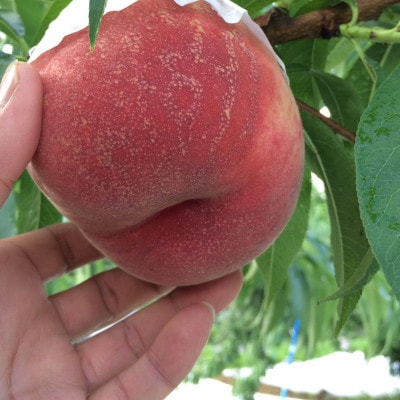 ゴールデンTV出演で話題沸騰通なファンが好む本場山梨『硬甘桃』7月下旬より発送【配送不可地域：離島・北海道・沖縄県・中国・四国・九州】