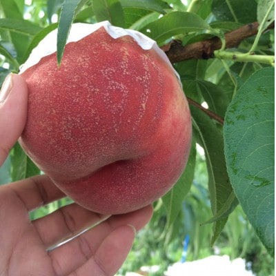 人気ゴールデン番組で話題沸騰!桃通が好む本場『硬甘桃』お試し約1kg8月上旬発送【配送不可地域：離島・北海道・沖縄県・中国・四国・九州】