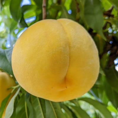 【2026年先行予約】山梨市産　黄金桃　約2kg(5～8玉)【配送不可地域：離島】