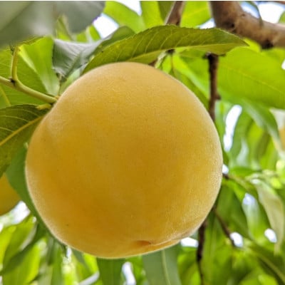 【2026年先行予約】山梨市産　白桃と黄金桃の食べ比べセット　約2kg(5～8玉)【配送不可地域：離島】