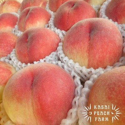 【2026年発送先行受付】厳選朝採り桃 山梨の笠井桃園の桃 3kg【配送不可地域：離島】