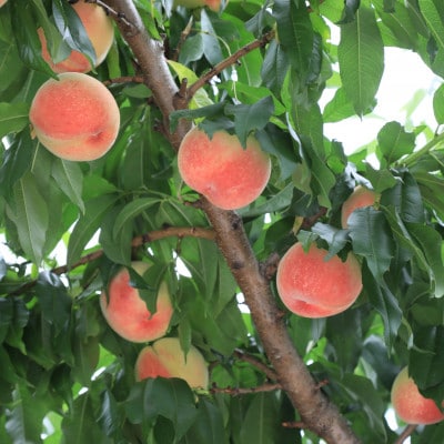 「 龍の木の実 望月のもも 」望月農園の濃厚ももジュース2本セット