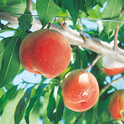 【2026年発送】山梨市産　桃　約3kg【配送不可地域：離島】