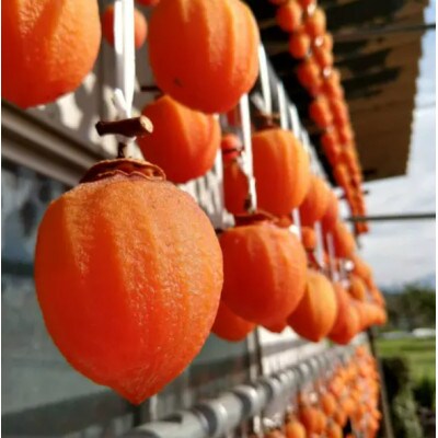 【福をかき込む縁起物】幻の霜降り柿 最大糖度50度オーバー2026年1月上旬より発送