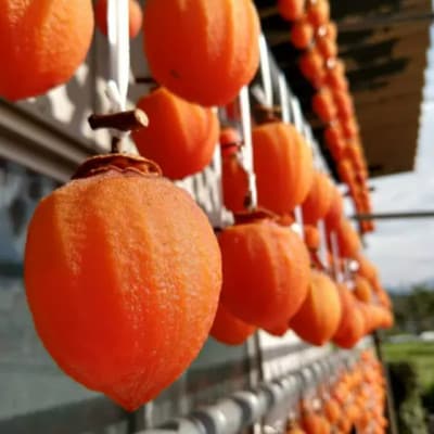 【500年の伝統に培われた縁起物】幻の霜降り柿 最大糖度50度オーバー2026年1月中旬より発送