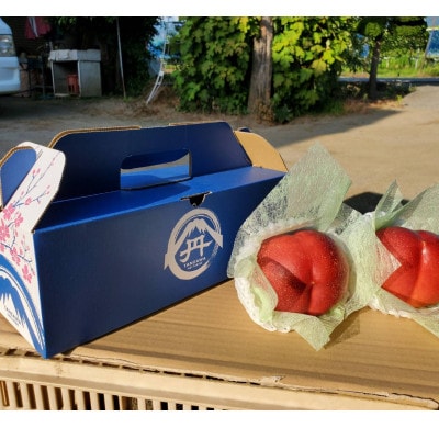 【一度食べたらもう戻れない】マンゴーネクタリンやみつきリピーター続出中2026年7月上旬より発送【配送不可地域：離島・北海道・沖縄県・中国・四国・九州】