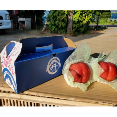 【果汁溢れるクセになる新感覚】マンゴーネクタリンやみつきリピーター続出中2026年7月下旬より発送【配送不可地域：離島・北海道・沖縄県・中国・四国・九州】