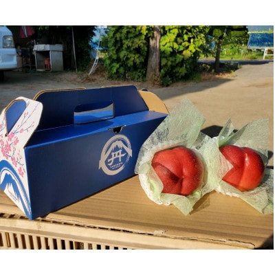 【要人も絶賛する幻の果実】高糖度マンゴーネクタリンやみつきリピーター続出中2026年8月上旬より発送【配送不可地域：離島・北海道・沖縄県・中国・四国・九州】