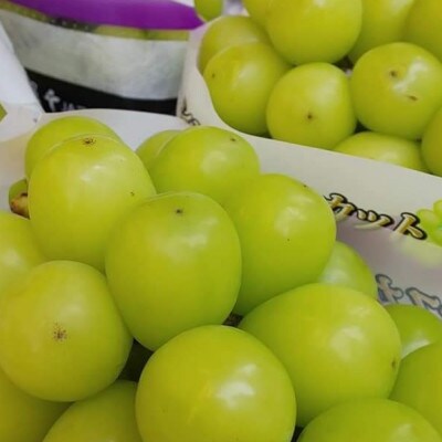 【2026年先行予約】2026年10月上旬発送「牧丘天空シャインマスカット」約1kg(2～3房)【配送不可地域：離島・沖縄県】