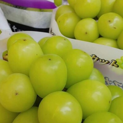 【2026年先行受付】2026年9月中旬発送「牧丘天空シャインマスカット」約1kg(2～3房)【配送不可地域：離島・沖縄県】