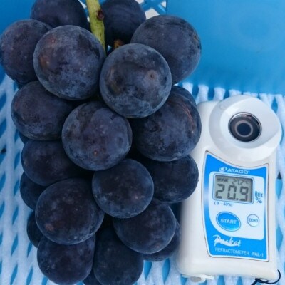 【2026年先行受付】2026年9月中旬発送「幻の牧丘天空キング巨峰」 約1kg(2～3房)【配送不可地域：離島・沖縄県】