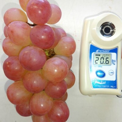 【2026年先行受付】2026年10月中旬発送「幻の牧丘天空ヌーベルローズ」 約1kg(2～3房)【配送不可地域：離島・沖縄県】