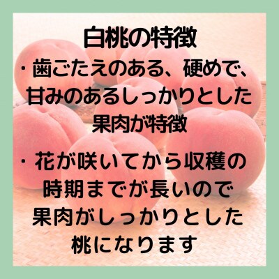 【2026年先行予約】山梨・萩原フルーツ農園の白桃　A (約1.9kg 4～8個)【配送不可地域：離島】