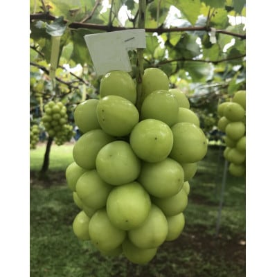 【2026年先行受付】山梨市産シャインマスカット(極上)1房(650g以上)【配送不可地域：離島】