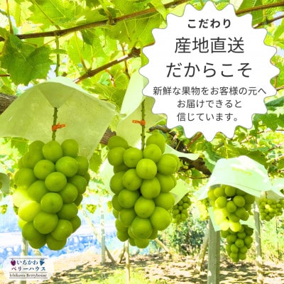 【2026年配送】農園直送!厳選!山梨産シャインマスカット2房(1kg以上)【配送不可地域：離島・沖縄県】