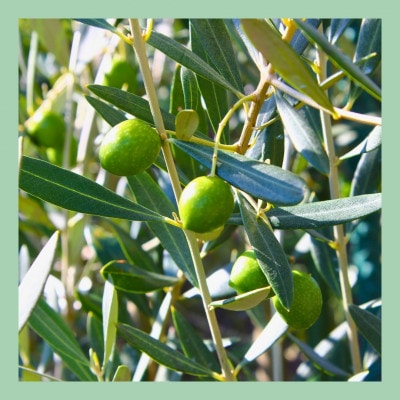 山梨 はぎふる　≪自社農園産≫手摘みオリーブオイル　1本