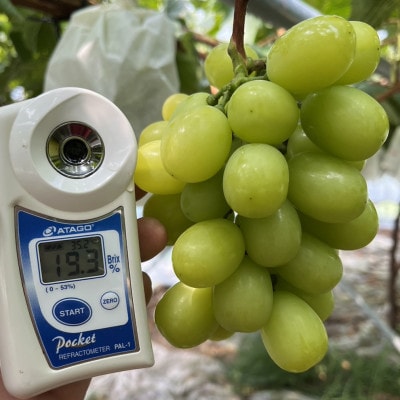 【旬を先取り】最高糖度20度オーバー贈答用プレミアム甲州戦国ハウスオブシャイン2026年6月中旬発送【配送不可地域：離島】