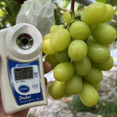 【今逃せば1年待ち】最高糖度20度オーバー贈答用甲州戦国ハウスオブシャイン2026年6月下旬より発送【配送不可地域：離島】