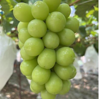 【唯一無二の逸品】ココだけしか味わえない幻のハウスオブシャインマスカット2026年6月下旬より発送【配送不可地域：離島】