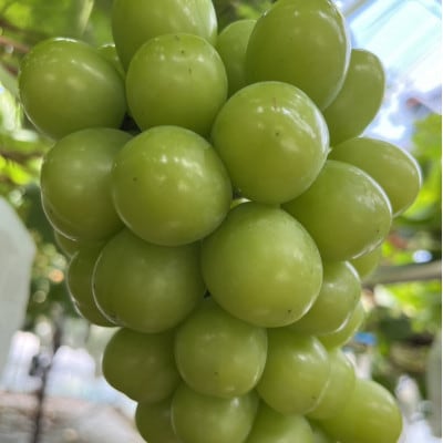 【1年で今しか食べられない】幻のハウスオブシャインマスカット心行くまで堪能2026年6月上旬発送【配送不可地域：離島】