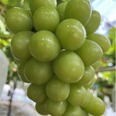 【本場山梨の旬を堪能】今逃せば1年待ちの幻のハウスオブシャインマスカット2026年6月中旬発送【配送不可地域：離島】