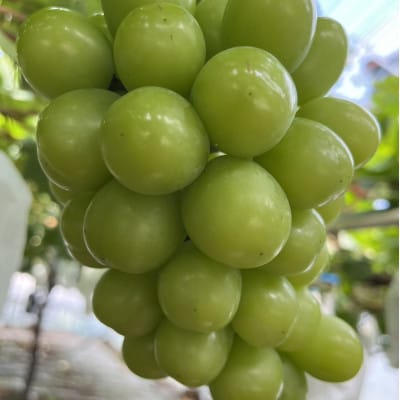 【幻のハウスオブシャインマスカット】今の時期しか収穫できない幻の逸品2026年6月下旬より発送【配送不可地域：離島】