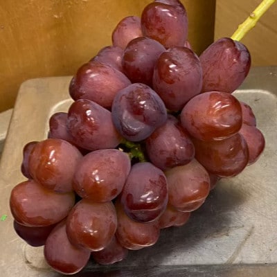 【早い者勝ち】本場山梨が誇る幻の傑作『富士の輝』贈答プレミアム2026年9月中旬発送【配送不可地域：離島】