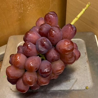 【本場山梨の希少品種】見つけたらラッキーなかなかお目にかかれないお試し富士の輝2026年9月中旬発送【配送不可地域：離島】