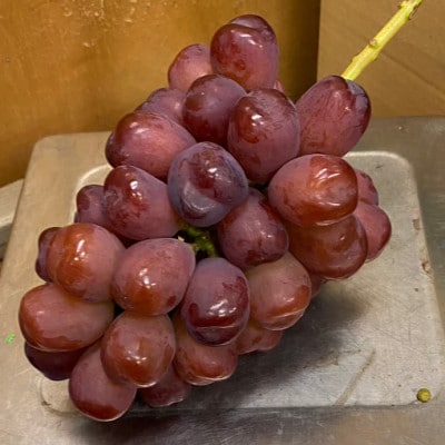 【見つけたらラッキー】この時期しか食べれない数に限りのある希少品種富士の輝2026年9月下旬より発送【配送不可地域：離島】