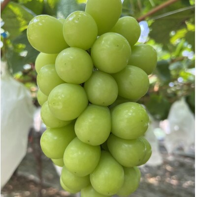 【葡萄生産量日本一】本場山梨の大自然が生み出した甲州戦国シャインマスカット2026年9月中旬より発送【配送不可地域：離島】