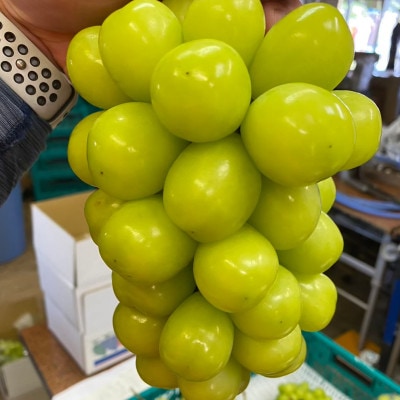 【本場の旬を堪能】本場山梨の甲州戦国シャインマスカットお試し2026年9月下旬より発送【配送不可地域：離島】