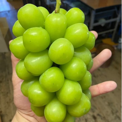 【本場山梨の旬を心ゆくまで堪能】甲州戦国シャインマスカット2026年9月中旬より発送【配送不可地域：離島】