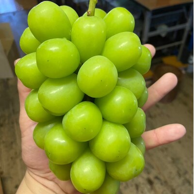 【山梨の大自然×本場山梨の匠】山梨が織りなす甲州戦国シャインマスカット2026年9月下旬より発送【配送不可地域：離島】