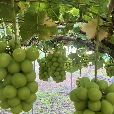 【2026年先行予約】シャインマスカット2~3房(約1.5kg)【配送不可地域：離島】