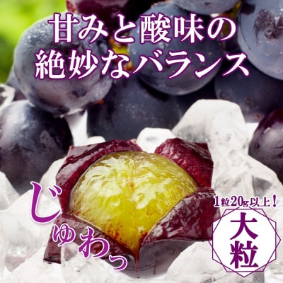 〈2026年先行予約〉甘みと酸味のバランスが絶妙!「山梨県山梨市産 大房 ピオーネ 2房 約1kg」【配送不可地域：離島・沖縄県】