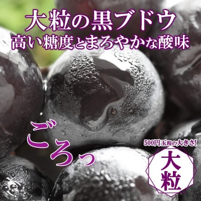 爽やかな甘み「山梨県山梨市産のぶどう 藤稔(ふじみのり) 2房 約1kg」【配送不可地域：離島・沖縄県】