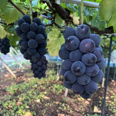 【2026年先行予約】ピオーネ2～3房(約1.5kg)【配送不可地域：離島】