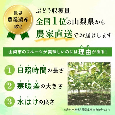 【2026年 先行予約】朝採り シャインマスカット 約600g(1房)【配送不可地域：離島・沖縄県】