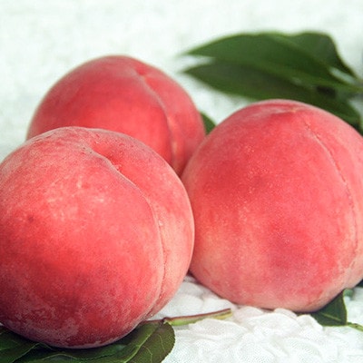 【ふるさと納税】2026年先行予約 山梨県山梨市産 桃 約2kg(5～8玉)【配送不可地域：離島】