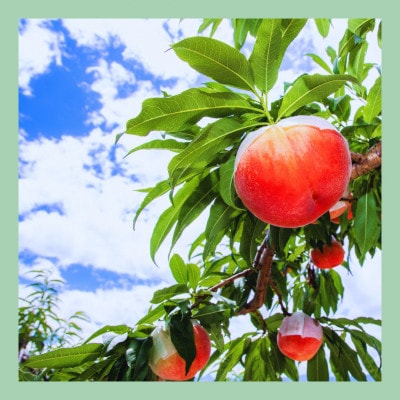 山梨 はぎふる【数量限定】あらしぼり 桃ジュース・ぶどうジュース 各1本