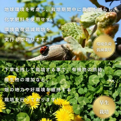 【2026年先行予約】完熟収穫桃 約1.5kg 山梨県産 自社農園産直!【配送不可地域：離島】