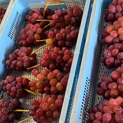 【本場山梨の希少品種】見つけたらラッキーなかなかお目にかかれない富士の輝約2kg9月中旬より発送【配送不可地域：離島】