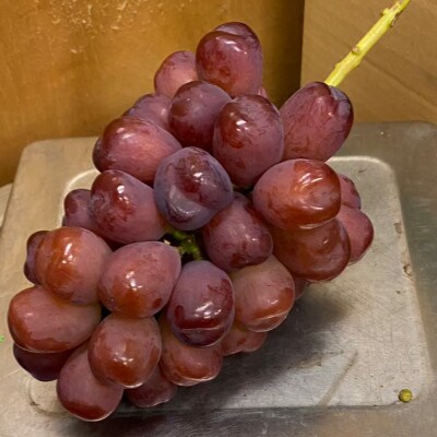 【本場山梨の希少品種】残りわずかこれを逃せば1年待ち富士の輝 約2kg 2026年9月下旬より発送【配送不可地域：離島】