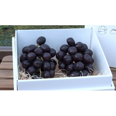 【2026年先行受付】10月下旬より発送「牧丘天空の丘マスカットノワール」約1kg(2～3房)【配送不可地域：離島】