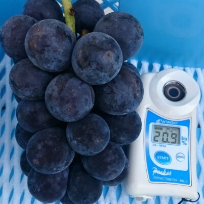 【2026年先行受付】牧丘天空の丘ブランド「シャインマスカット+キング巨峰」約1kg【配送不可地域：離島】