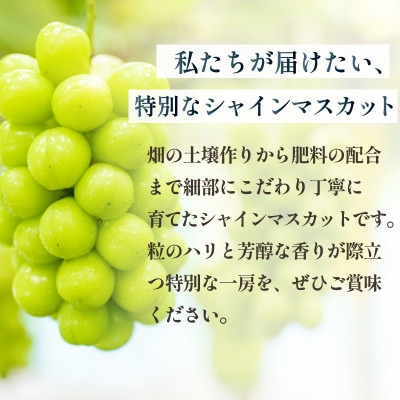 【2026年発送分先行受付】数量限定 特選 プレミアムシャインマスカット 大房2房 山梨から産地直送【配送不可地域：離島】