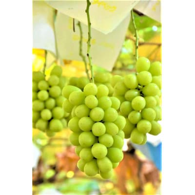 ◆2026年発送◆産地直送 山梨名産!旬のシャインマスカット 3～5房(約2kg)【配送不可地域：離島】