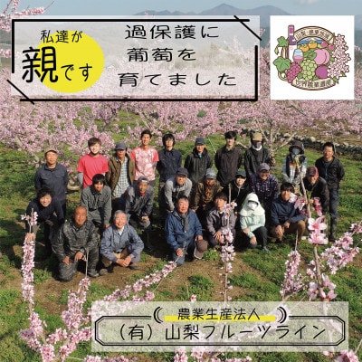 《2026年発送　先行受付》朝もぎ直送!!過保護に育った葡萄『おまかせ3種』3～6房(約2kg)【配送不可地域：離島】