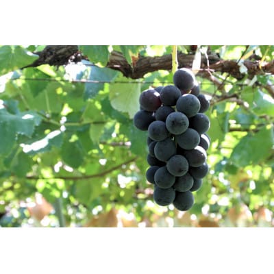 ◆2026年発送◆産地直送 山梨名産!種なし巨峰 2～3房(約1kg)【配送不可地域：離島】